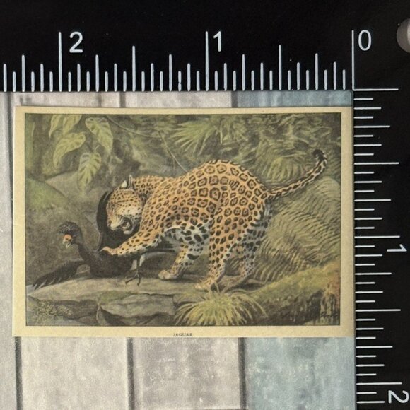 🌀10/$10🌀 Classic Vicious Cats Lion Tiger Cheetah Reusable Washi Sticker Decal - Picture 1 of 1